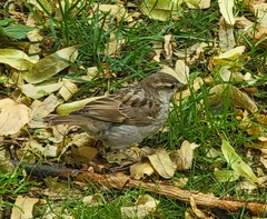 Passer domesticus