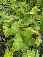 Euphorbia hylonoma