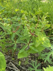Euphorbia hylonoma