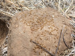 Lasius pallitarsis