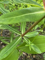Euphorbia hylonoma