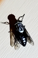 Tabanus trimaculatus