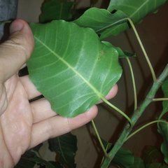 Ficus religiosa