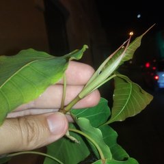 Ficus religiosa