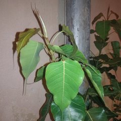Ficus religiosa