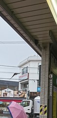 Hirundo rustica