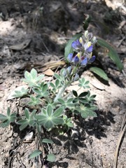 Lupinus huachucanus