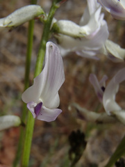 Astragalus conjunctus