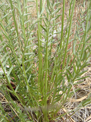 Astragalus conjunctus
