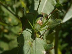Leptophyes laticauda