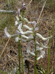 Astragalus conjunctus