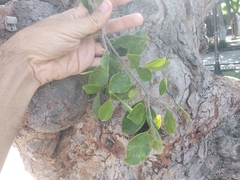 Ficus