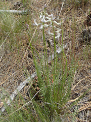 Astragalus conjunctus