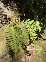 Polypodium colpodes