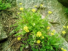 Cymopterus hallii