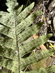 Polypodium colpodes