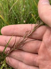 Orthocarpus bracteosus