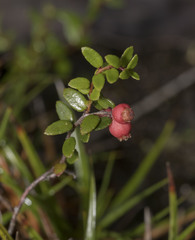 Gaultheria antarctica