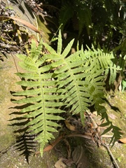 Polypodium colpodes