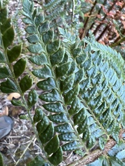 Polystichum squarrosum