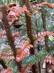 Polystichum squarrosum