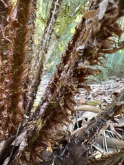 Polystichum squarrosum