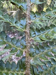 Polystichum squarrosum