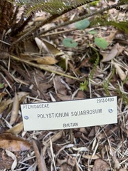 Polystichum squarrosum