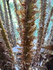 Polystichum squarrosum