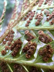 Polystichum squarrosum