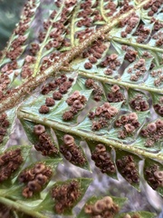 Polystichum squarrosum