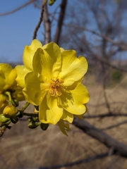 Cochlospermum gillivraei
