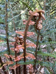 Polystichum squarrosum