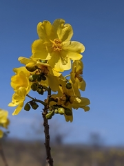 Cochlospermum gillivraei