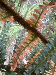 Polystichum squarrosum
