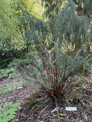 Polystichum squarrosum