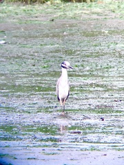 Nyctanassa violacea