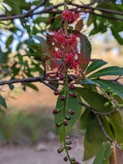 Barringtonia acutangula