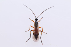 Rogadinae