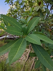 Barringtonia acutangula