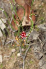 Drosera microphylla