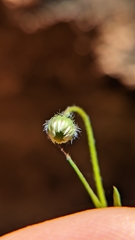 Erigeron sionis
