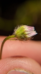 Erigeron sionis