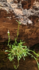 Erigeron sionis