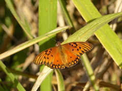 Dione vanillae maculosa