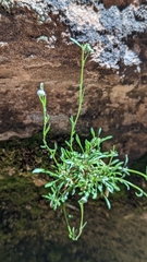 Erigeron sionis