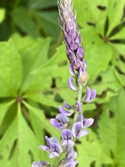 Orbexilum psoralioides