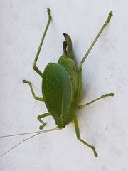 Paracyrtophyllus robustus