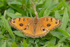 Junonia almana javana