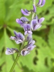 Orbexilum psoralioides